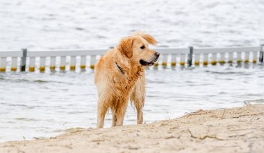 Güzel Golden Retriever köpeği yüzdükten sonra sahilde