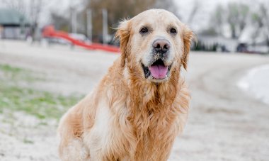 Golden Retriever köpeğinin portresi açık havada yetişiyor.