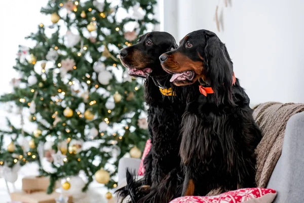 Two Setter Dogs Christmas Time Sitting Sofa Festives Tree Lights — Stock Photo, Image
