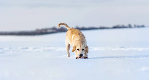Leuke Jonge Retriever Hond Tijdens Winterwandeling — Stockfoto