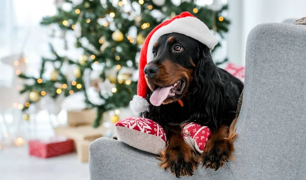 Cute setter dog in Christmas time wearing Santa hat lying on sofa with festive tree on background in New Year time. Doggy pet in Xmas holidays at home