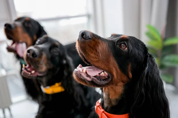 Drie Setter Honden Zitten Thuis Met Mond Open Tongen Kijken — Stockfoto