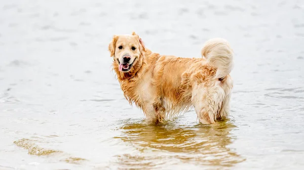 Schöner Golden Retriever Hund Spielt Strand Und Schaut Die Kamera — Stockfoto