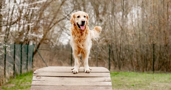 Yürüyüş Eğitim Alanında Sevimli Golden Retriever Köpeği — Stok fotoğraf