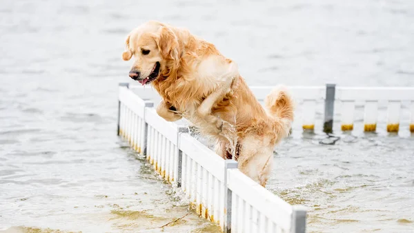 Schöne Golden Retriever Hund Springt Über Die Barriere Wasser Strand — Stockfoto