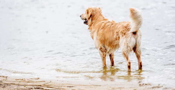 Schöne Golden Retriever Hund Bleibt Strand Und Freut Sich — Stockfoto