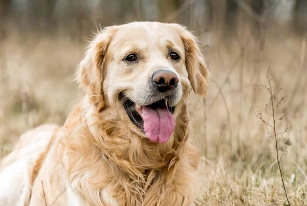 Sonbaharda Açık Havada Duran Sevimli Golden Retriever Köpeğinin Portresi — Stok fotoğraf