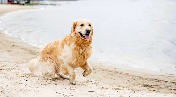 Güzel Golden Retriever Köpeği Kumsalda Oynuyor — Stok fotoğraf