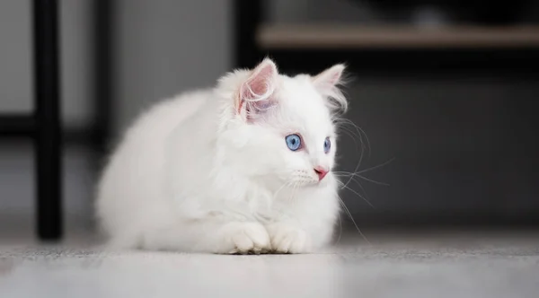Beyaz Oyuncak Kedi Yavrusu Evde Yerde Yatıp Arkasına Bakıyor Güzel — Stok fotoğraf