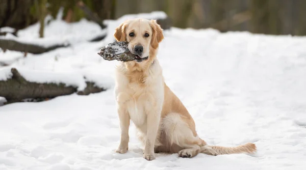 Golden Retriever Σκυλί Κάθεται Στο Χιόνι Και Κρατώντας Δάσος Εμπλοκή — Φωτογραφία Αρχείου