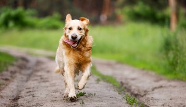 Golden Retriever köpeği güneşli bir günde dışarıda koşuyor. Doğada safkan köpek labradoru.
