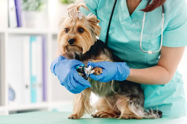 Yorkshire Terrier Artigli Tagliati Con Clippers Dal Veterinario Durante Appuntamento — Foto Stock