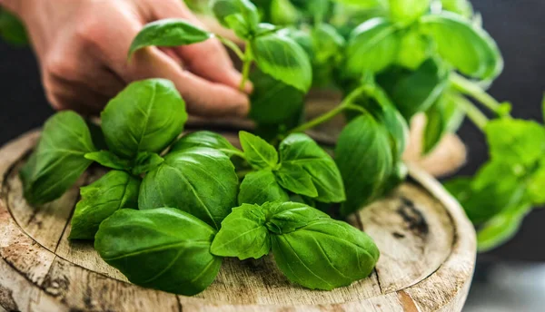 Fresh Green Basil Leaves Wooden Board Close View — Stock Photo, Image
