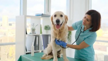 Doctor listening golden retriever dog using stethoscope during appointment in veterinary clinic
