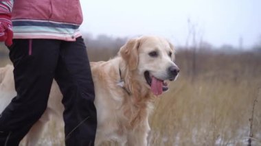 Golden retriever köpeği kış doğasında yol boyunca kadın sahibinin yanında yürüyor.