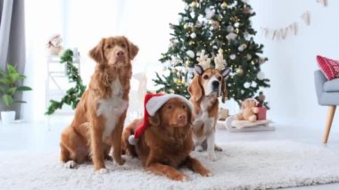 Noel 'de evde Noel ağacı ve dekorasyonla birlikte iki paralı asker ve av köpeği. Yılbaşı tatilinde safkan köpek evcil hayvanları
