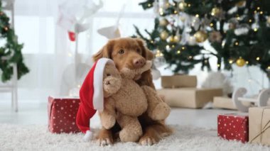 Noel zamanı Toller Retriever köpeği Noel Baba şapkalı oyuncak ayı oyuncağını Noel ağacı ve arka planda ışıklar ile tutuyor. Yılbaşı tatilinde safkan köpek yavrusu.