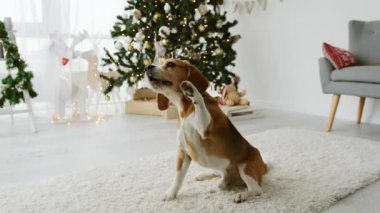 Noel zamanı Noel ağacı ve dekorasyonla havlayan av köpeği gibi. Yeni yıl tatilinde köpek yavrusu oynuyor.