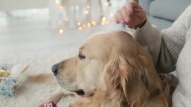 Yılbaşında Golden Retriever köpeğini yeni yıl süsüyle seven bir kız. Xmas 'ta evcil köpeği olan genç bir kadın.