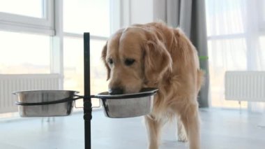 Golden Retriever köpeği evde gün ışığında iştahla metal kaseden besleniyor. Saf köpek yavrusu labradoru ve içinde yemek portresi var.