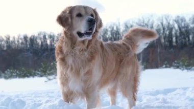 Golden retriever köpeği kuyruğunu sallıyor ve kış ormanlarında tarlaya bakıyor. Kar doğasında safkan evcil hayvan labradoru.