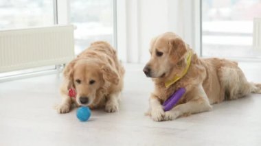 İki Golden Retriever köpeği gün ışığında evde oyuncaklarla yerde yatıyor. Safkan köpek yavruları dinleniyor ve aydınlık odada oynuyorlar.