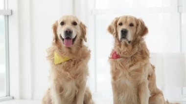 Evde yerde oturmuş kameraya bakan iki golden retriever köpeği. Saf köpek yavruları. Labradorlar içeride bir arada.