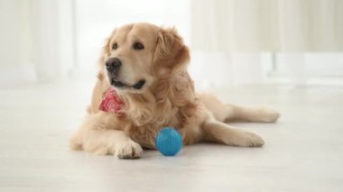 Mavi oyuncaklı Golden retriever köpeği yerde yatıyor ve arkasına bakıyor. Safkan evcil köpek labrador evde dinleniyor.