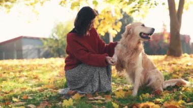 Güzel kız Golden Retriever köpeğini okşuyor ve patisini sarı yapraklarla sonbahar parkında tutuyor. Güzel genç bir kadın sonbahar sezonunda safkan köpek labrador 'u gezdiriyor.