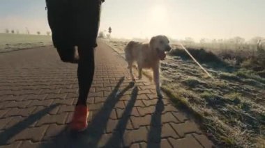 Man running with golden retriever dog with sunset sunlight outdoors. Guy with pet doggy jogging together, closeup leg view