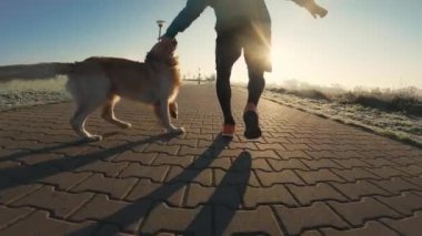 Golden Retriever köpeğiyle gün batımında dışarıda koşan bir adam. Evcil köpekli adam birlikte koşuyor, arkadan bakıyor.