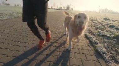 Man running with golden retriever dog with sunset sunlight outdoors. Guy with pet doggy jogging together, closeup leg view