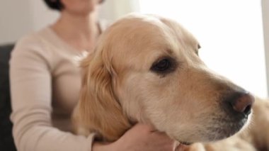 Evdeki kanepede oturup Golden Retriever köpeğini okşayan güzel bir kız. Saf köpekli, evcil bir arkadaşı olan güzel bir genç kadın.