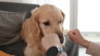 Golden Retriever köpeği kokluyor ve kız sahibi elini yiyecekle seçiyor. Oynayan ve evcil köpeği besleyen genç bir kadın.