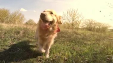 Eşarpında kırmızı olan golden retriever köpeği gün batımında dışarı çıkıyor ve kameraya bakıyor.