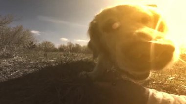 Golden Retriever köpeği gün batımında koşup ördek oyuncağıyla oynuyor.