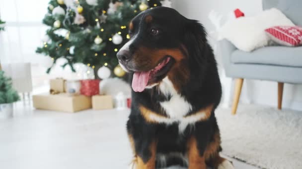 Bernese Mountain Dog Posing Decorated Christmas Tree Home — Stock Video