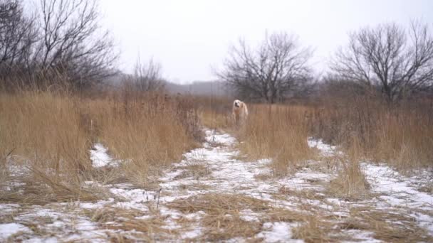 雪に覆われた道に沿って乾燥した草を走り抜ける黄金のレトリバー犬 — ストック動画