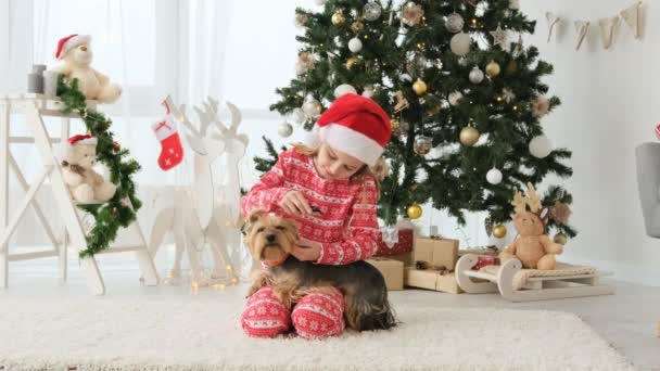 Gadis Kecil Membuat Gaya Rambut Anjing Terrier Dekat Pohon Natal — Stok Video