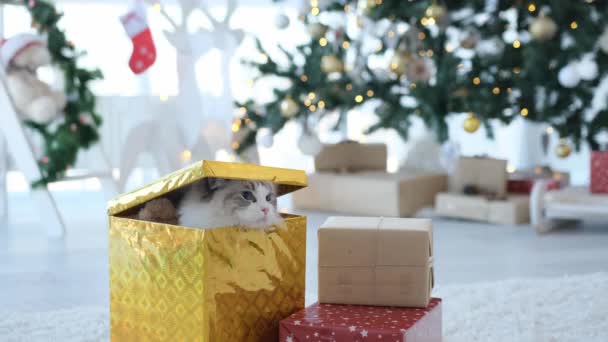 Ragdoll Kat Kersttijd Zoek Naar Uit Van Nieuwjaar Geschenkdoos Schattige — Stockvideo