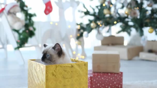 Kat Kersttijd Zittend Nieuwjaar Geschenkdoos Rondkijkend Bang Schattig Katachtig Huisdier — Stockvideo