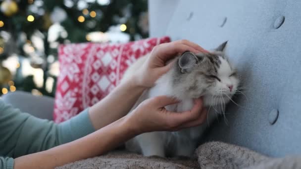 クリスマスツリーの部屋で新年の時間に猫を手と背景にライト 所有者でフェリーヌペットとともに自宅でクリスマス休暇 — ストック動画