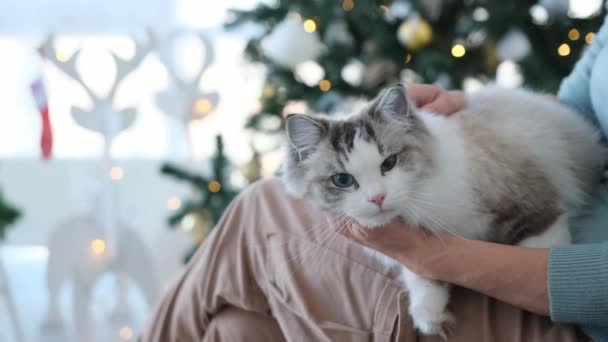 背景にクリスマスツリーと一緒に部屋に新年の時間に彼女の足の上に横に猫をペッティング女の子 オーナー座っているソファとともにFelineペットホームでクリスマス休暇 — ストック動画