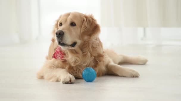 Golden Retriever Dog Blue Toy Lying Floor Looking Back Purebred — Stock Video