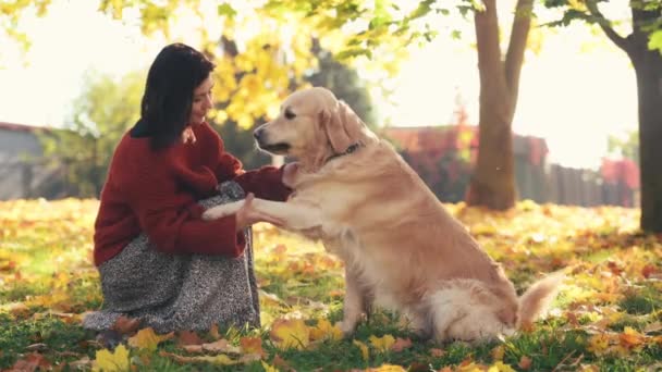 Pretty Girl Training Golden Retriever Dog Give Paw Autumn Park — Stock Video