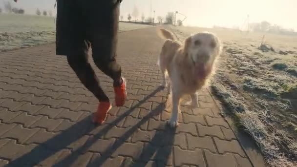 Человек Бегущий Золотой Собакой Ретривером Солнечным Светом Улице Парень Собакой — стоковое видео