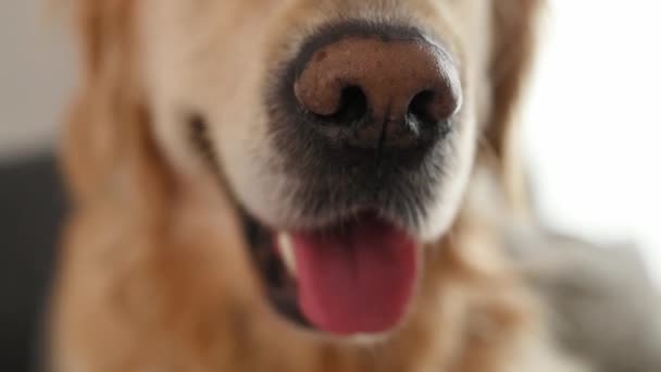 Golden Retriever Hund Näsa Och Mun Närbild Porträtt Renrasiga Sällskapsdjur — Stockvideo