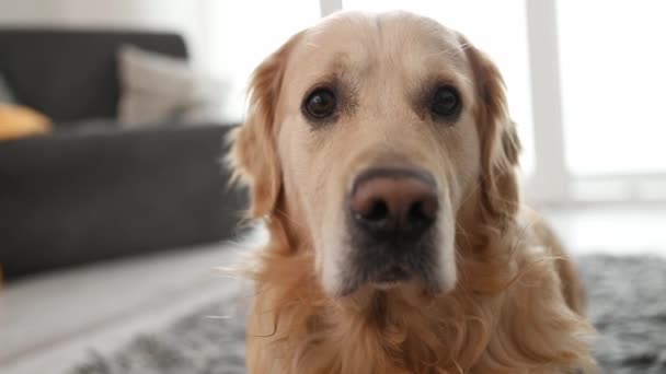 Golden Retriever Dog Laying Floor Looking Camera Home Close Seup — стоковое видео