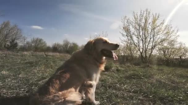 Retrato Cão Retriever Dourado Com Vermelho Lenço Livre — Vídeo de Stock