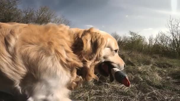 Золотистая Собака Ретривер Играет Уткой Открытом Воздухе — стоковое видео